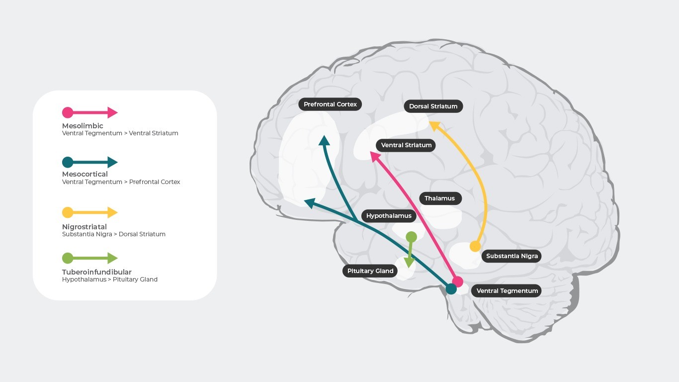 The 4 main dopamine pathways thought to be involved in schizophrenia