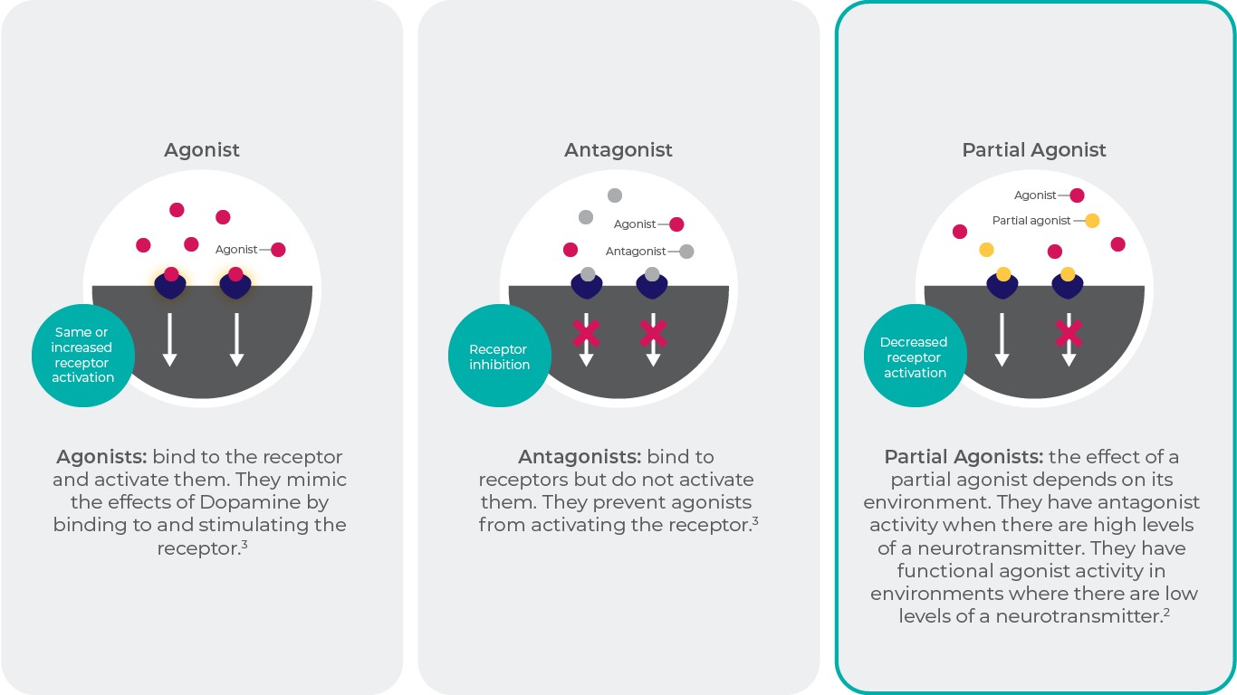 mechanism-of-action-of-antipsychotics-how-do-they-work-reagila